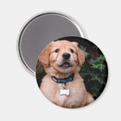 Niedlicher Welpenhund Golden Retriever Welpe Magnet (Vorderseite/Rückseite)