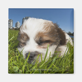 Niedlicher Welpenhund im Park, Vancouver, BC, Kana Magnet