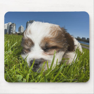Niedlicher Welpenhund im Park, Vancouver, BC, Kana Mousepad