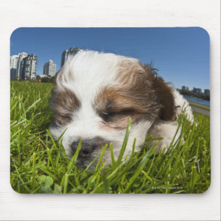 Niedlicher Welpenhund im Park, Vancouver, BC, Kana Mousepad