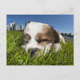 Niedlicher Welpenhund im Park, Vancouver, BC, Kana Postkarte