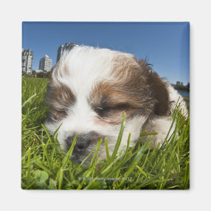 Niedlicher Welpenhund im Park, Vancouver BC Kanada Magnet