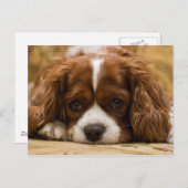 Niedlicher Welpenhund Postkarte (Vorne/Hinten)