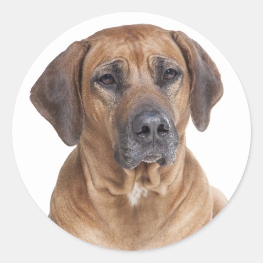 Niedlicher Welpenhund Rhodesian Ridgeback Runder Aufkleber (Vorderseite)