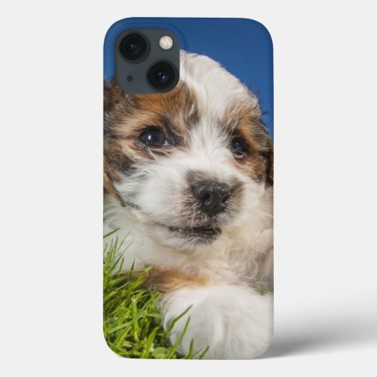 Niedlicher Welpenhund (Shitzu) Case-Mate iPhone Hülle (Rückseite)