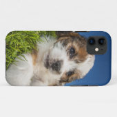 Niedlicher Welpenhund (Shitzu) Case-Mate iPhone Hülle (Rückseite (Horizontal))