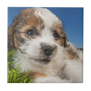 Niedlicher Welpenhund (Shitzu) Fliese