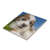 Niedlicher Welpenhund (Shitzu) Fliese (Seite)