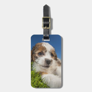 Niedlicher Welpenhund (Shitzu) Gepäckanhänger