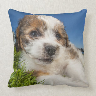 Niedlicher Welpenhund (Shitzu) Kissen