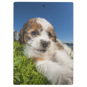 Niedlicher Welpenhund (Shitzu) Klemmbrett (Rückseite)