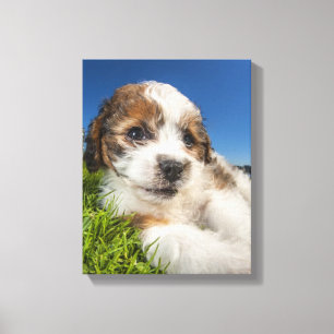 Niedlicher Welpenhund (Shitzu) Leinwanddruck