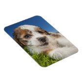 Niedlicher Welpenhund (Shitzu) Magnet (Rechte Seite)