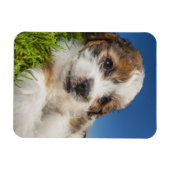 Niedlicher Welpenhund (Shitzu) Magnet (Horizontal)