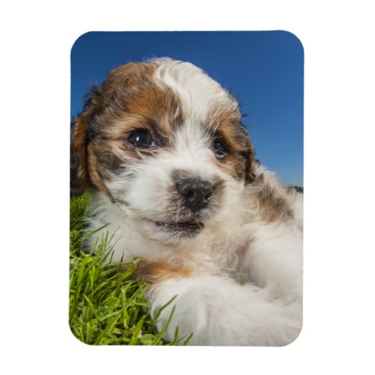 Niedlicher Welpenhund (Shitzu) Magnet (Vertikal)