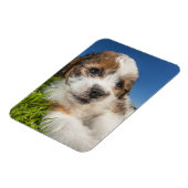Niedlicher Welpenhund (Shitzu) Magnet (Linke Seite)