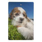 Niedlicher Welpenhund (Shitzu) Mini Klemmbrett (Rückseite)