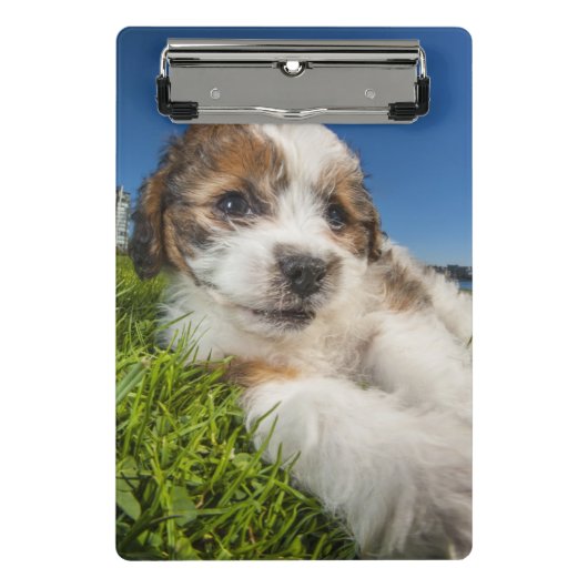 Niedlicher Welpenhund (Shitzu) Mini Klemmbrett (Vorderseite)