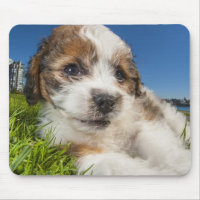 Niedlicher Welpenhund (Shitzu)