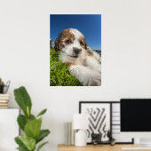 Niedlicher Welpenhund (Shitzu) Poster (Heimbüro)