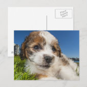 Niedlicher Welpenhund (Shitzu) Postkarte (Vorne/Hinten)