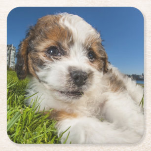 Niedlicher Welpenhund (Shitzu) Rechteckiger Pappuntersetzer