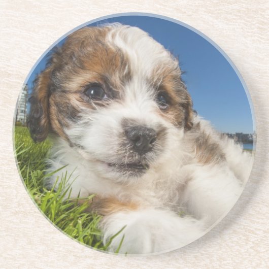 Niedlicher Welpenhund (Shitzu) Untersetzer (Vorne)