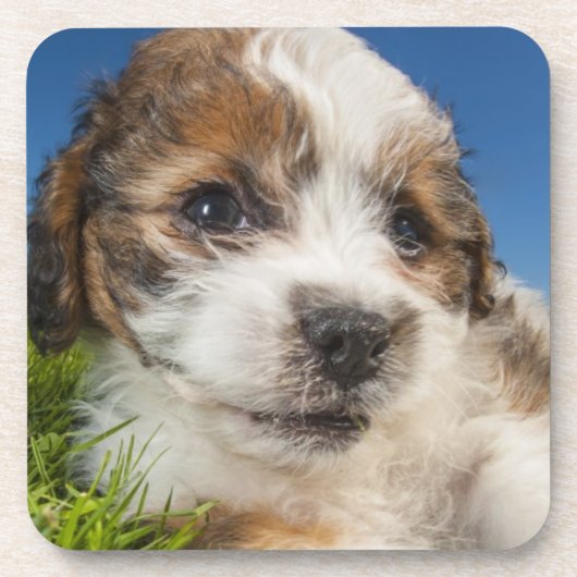 Niedlicher Welpenhund (Shitzu) Untersetzer (Vorderseite)