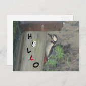 Niedlicher Woodpecker auf Nest Box HELLO Postkarte (Vorne/Hinten)