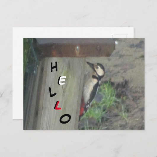 Niedlicher Woodpecker auf Nest Box HELLO Postkarte (Vorne/Hinten)