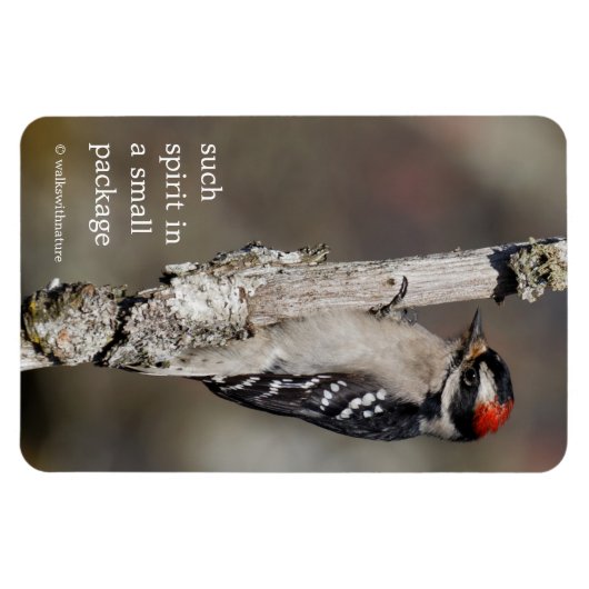 Niedlicher Woodpecker-Vogel auf Zweigstelle Magnet (Horizontal)