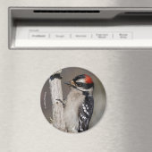 Niedlicher Woodpecker-Vogel auf Zweigstelle Magnet (In Situ (Geschirrspüler))