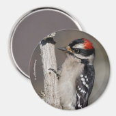 Niedlicher Woodpecker-Vogel auf Zweigstelle Magnet (Vorderseite/Rückseite)