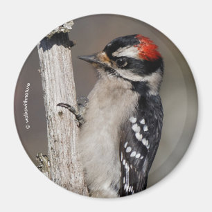 Niedlicher Woodpecker-Vogel auf Zweigstelle Magnet