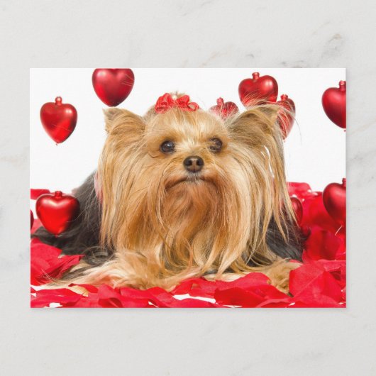 Niedlicher Yorkie Valentine Feiertagspostkarte (Vorderseite)