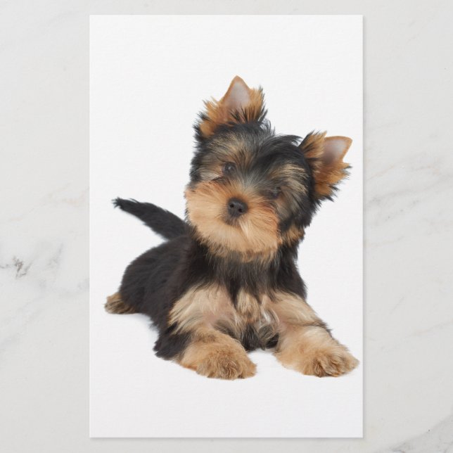 Niedlicher Yorkie-Welpe (Vorderseite)