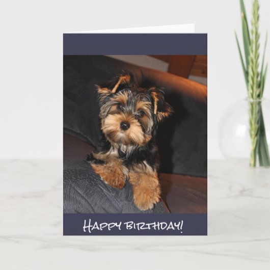 Niedlicher Yorkshire-Terrier, alles Gute zum Karte (Vorderseite)