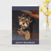 Niedlicher Yorkshire-Terrier, alles Gute zum Karte (Gelbe Blume)