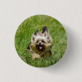 Niedlicher Yorkshire Terrier, der durch Gras läuft Button (Vorderseite)