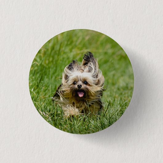 Niedlicher Yorkshire Terrier, der durch Gras läuft Button (Vorderseite)