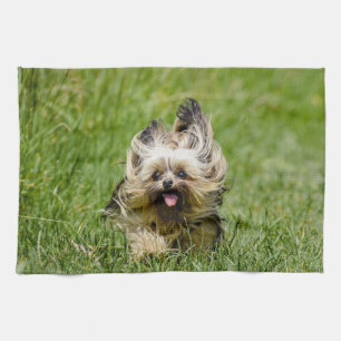 Niedlicher Yorkshire Terrier, der durch Gras läuft Geschirrtuch