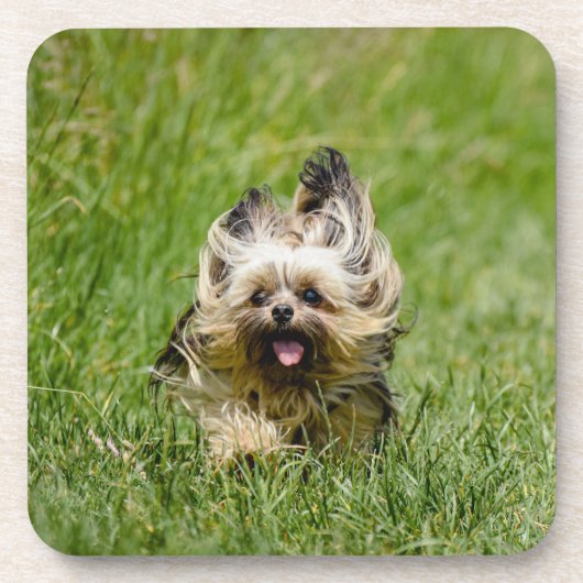 Niedlicher Yorkshire Terrier, der durch Gras läuft Getränkeuntersetzer (Vorderseite)