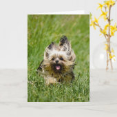 Niedlicher Yorkshire Terrier, der durch Gras läuft Karte (Gelbe Blume)
