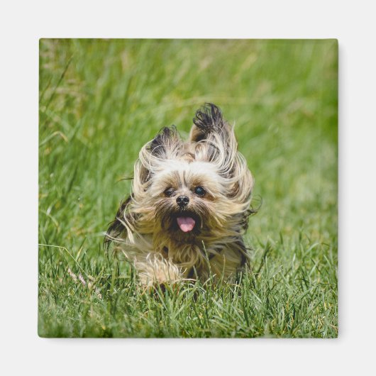 Niedlicher Yorkshire Terrier, der durch Gras läuft Magnet (Vorne)
