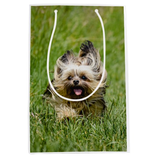 Niedlicher Yorkshire Terrier, der durch Gras läuft Mittlere Geschenktüte (Vorderseite)