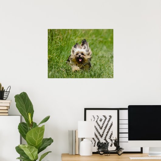 Niedlicher Yorkshire Terrier, der durch Gras läuft Poster (Heimbüro)