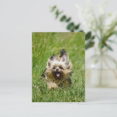 Niedlicher Yorkshire Terrier, der durch Gras läuft Postkarte (Stehend Vorderseite)