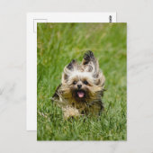 Niedlicher Yorkshire Terrier, der durch Gras läuft Postkarte (Vorne/Hinten)