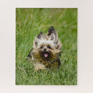 Niedlicher Yorkshire Terrier, der durch Gras läuft Puzzle