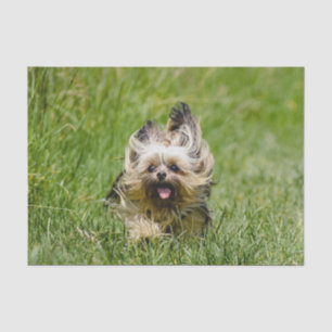 Niedlicher Yorkshire Terrier, der durch Gras läuft Seidenpapier